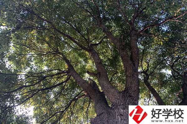 湖南省商業(yè)職業(yè)中專學(xué)校在哪里？升學(xué)就業(yè)怎么樣？