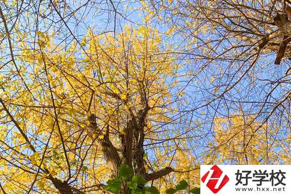 衡陽市瀟湘衛(wèi)生中等專業(yè)學校的專業(yè)就業(yè)方向如何？