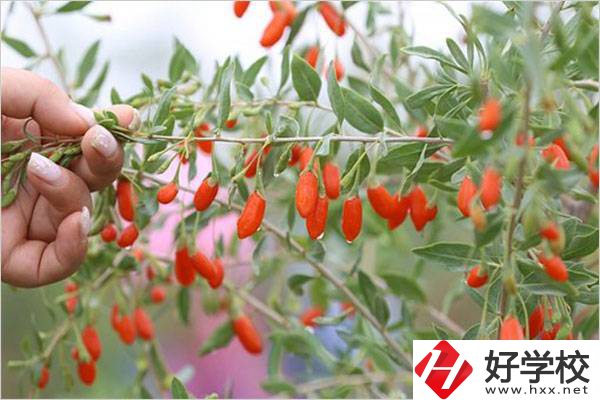 在湘西學(xué)中草藥栽培怎么樣？開設(shè)此專業(yè)的學(xué)校有哪些？